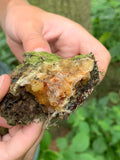 Why Norway spruce resin has been trusted for generations