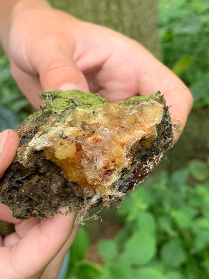 Why Norway spruce resin has been trusted for generations