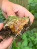 Why Norway spruce resin has been trusted for generations